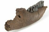 Fossil Woolly Rhino (Coelodonta) Jaw - Siberia #225189-6